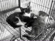 Kittens at Humane Society